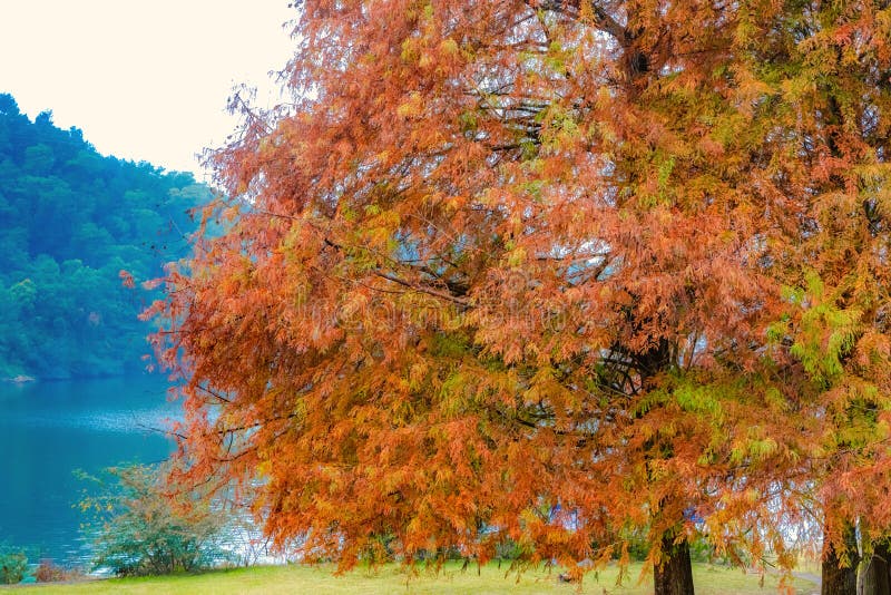 Deciduous Cypress at Winter Stock Photo Image of distichum, bald