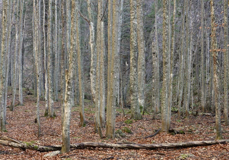 Deciduous Forest Landscape in the Carpathians in Early Winter. Stock
