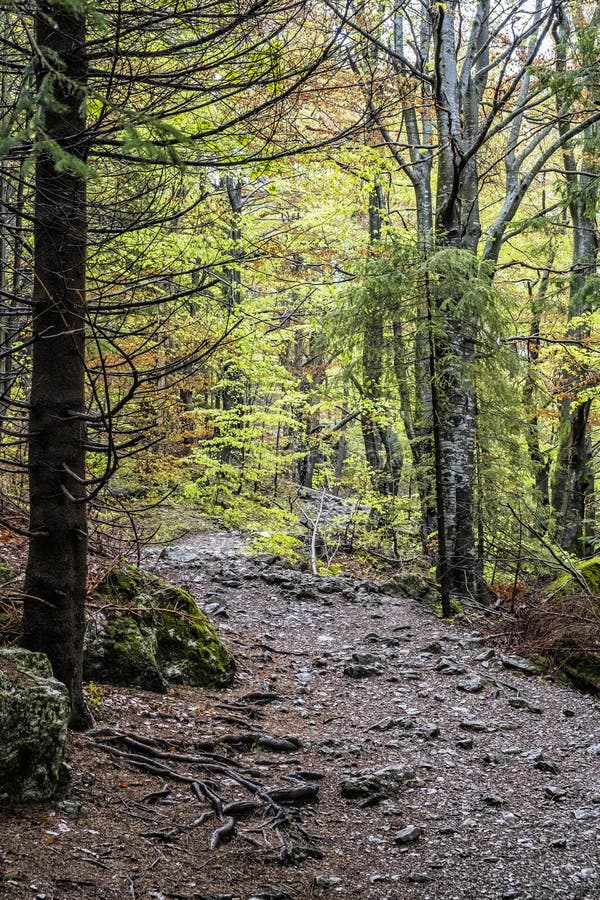 Listnatý les v pohoří Malá Fatra, Slovensko, jarní scéna