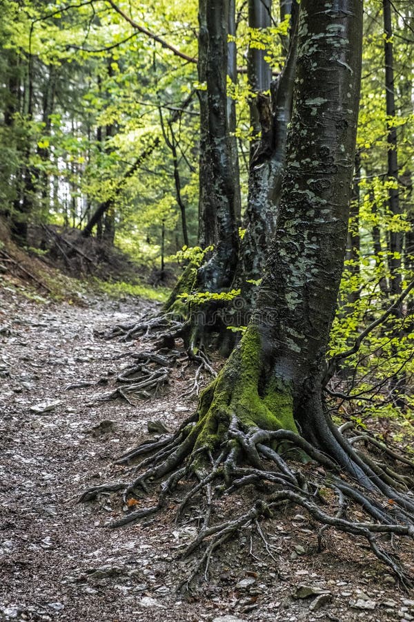 Listnatý les v Malej Fatre, Slovensko, jarná scéna