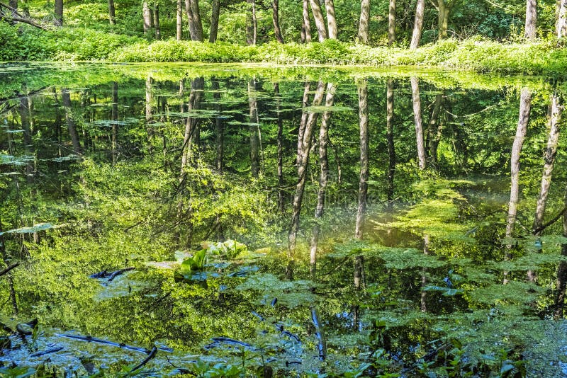 V jazere na Slovensku sa odráža listnatý les. Sezónna prírodná scéna