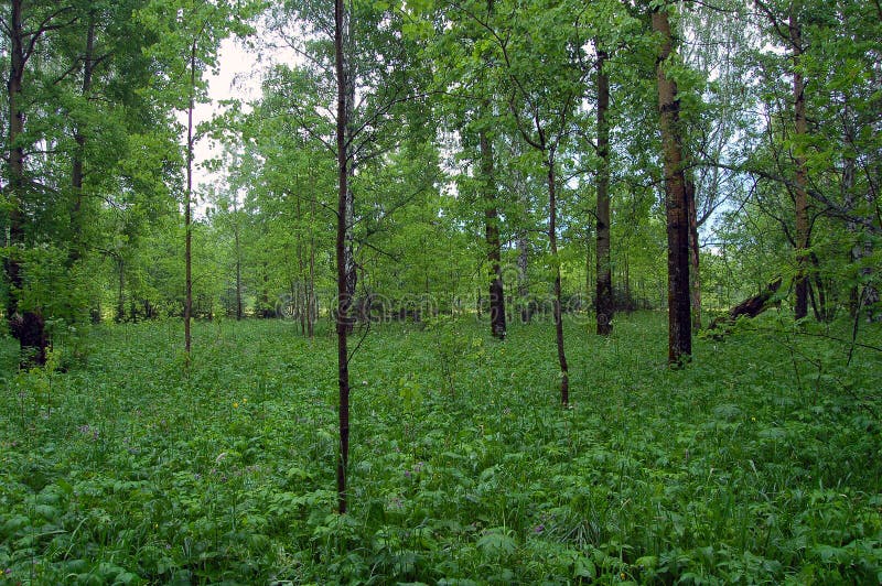 Deciduous grove with a rich undergrowth in early summer. Overcast grove stock images, royalty-free photos and pictures