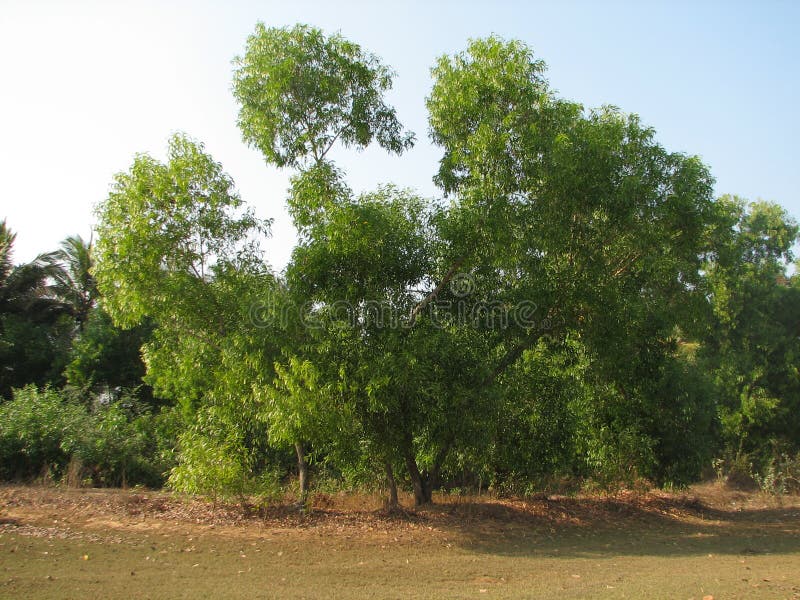 Deciduous i iglasty podzwrotnikowy las. Deciduous i iglaści podzwrotnikowi lasowi Pospolici drzewa i inny rośliny India, Karnataka, Styczeń 2017