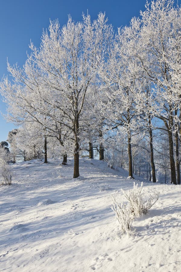 Deciduous Tree Forest with Snow Stock Photo - Image of cloudless ...