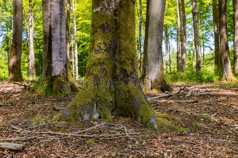 Deciduous tree trunk. Beech tree bark in a deciduous forest royalty free stock photography