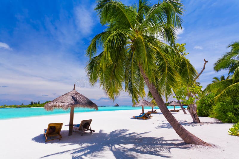 Deck chairs under palm trees on a tropical beach royalty free stock photo Deck chairs under palm trees on a tropical beach royalty free stock photo