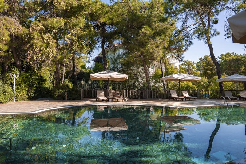 Deckchairs with parasols surrounded with trees arranged at poolside stock photography