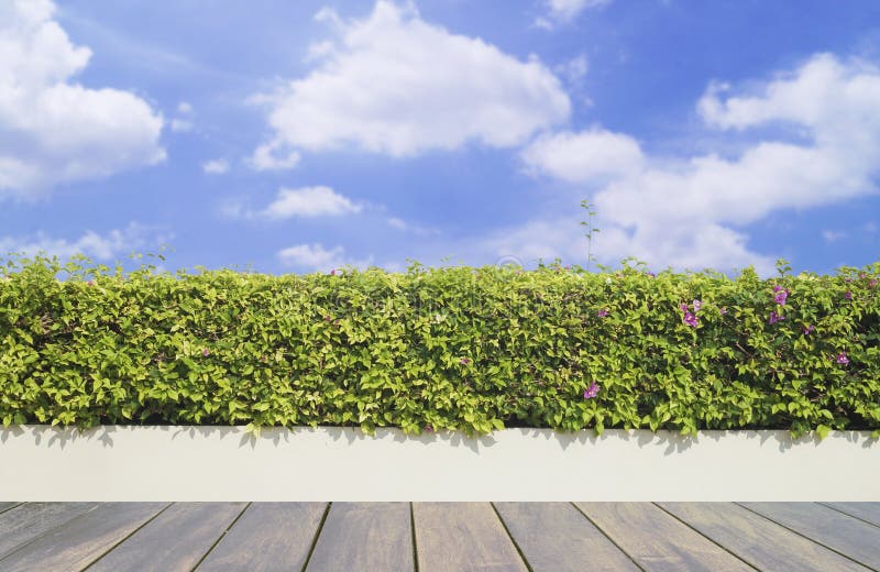 Decking y planta de madera viejos con el jardín de la pared decorativo en el cielo azul imagen de archivo libre de regalías Decking y planta de madera viejos con el jardín de la pared decorativo en el cielo azul imagen de archivo libre de regalías