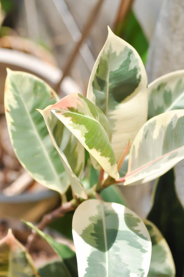 Decora Tree Indian Ελαστικό Tree ή Ελαστικό Plant ή Variegated Indian Ελαστικό ή Ficus elastica ή Assam Ελαστικό στοκ εικόνες με δικαίωμα ελεύθερης χρήσης
