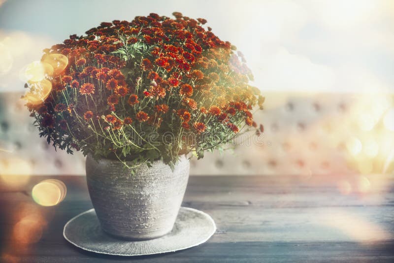 Decoración casera del otoño con el florero y las flores en la tabla, luz del sol fotografía de archivo libre de regalías Decoración casera del otoño con el florero y las flores en la tabla, luz del sol fotografía de archivo libre de regalías