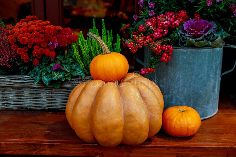 Flowers and pumpkins decoration for Thanksgiving. Flowers and pumpkins decoration for Thanksgiving