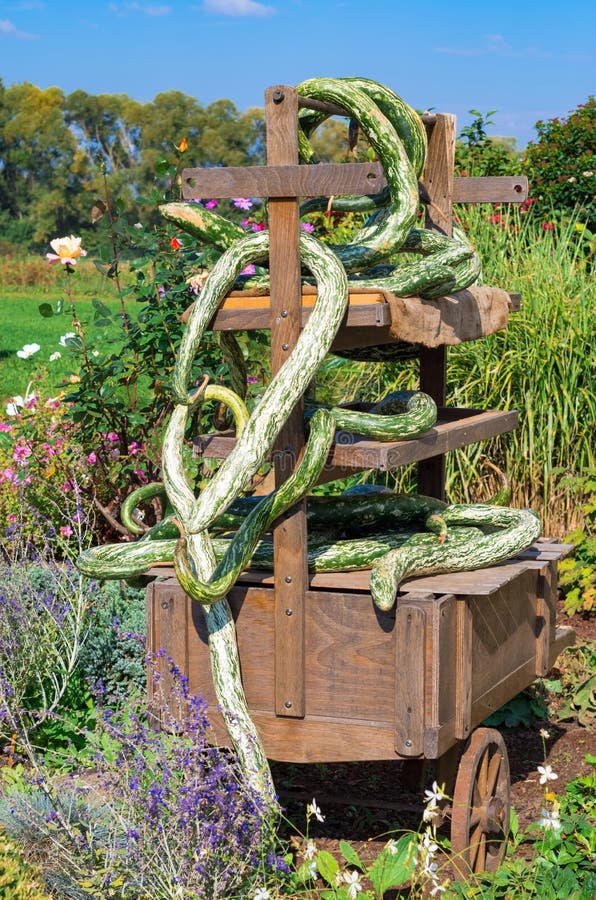 Fall decoration at the farm: old cart entwined with odd green squashes. Fall decoration at the farm: old cart entwined with odd green squashes