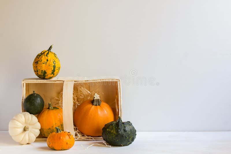 Decoración para Halloween, calabazas ornamentales coloridas, calabazas, otoño, cosecha de la calabaza, horizontal, con el espacio foto de archivo libre de regalías Decoración para Halloween, calabazas ornamentales coloridas, calabazas, otoño, cosecha de la calabaza, horizontal, con el espacio foto de archivo libre de regalías