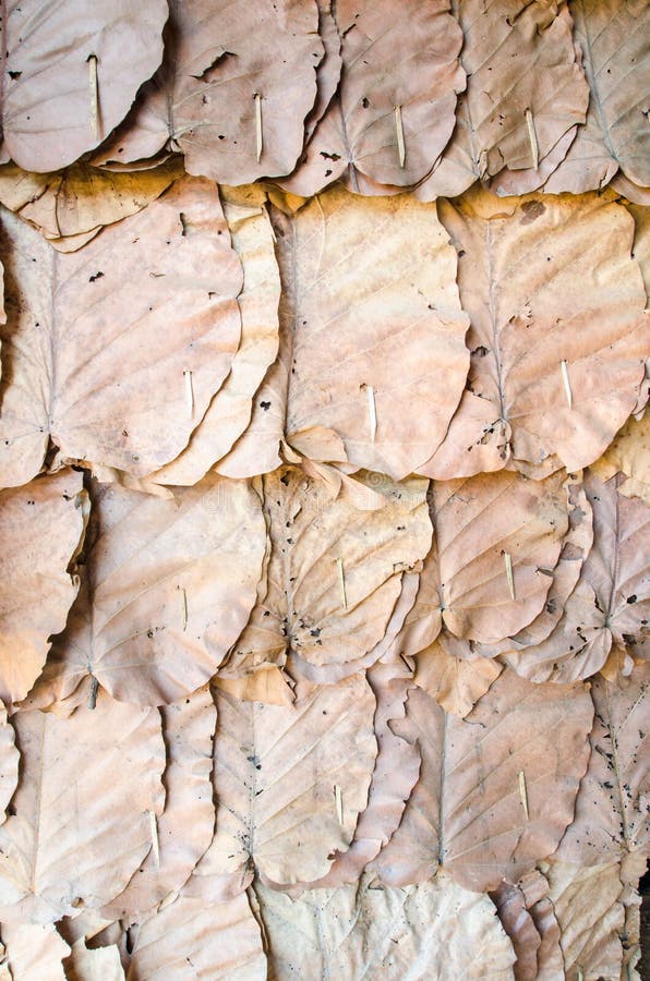 Decorate the Walls with Dry Leaves Background Stock Image Image of