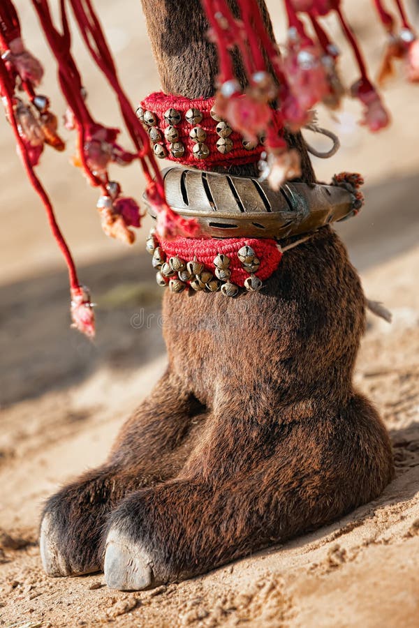 Decorated camel foot stock photo. Image of festival, fair 33640766