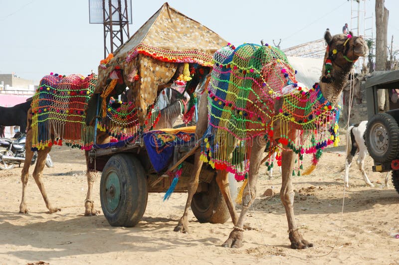 Decorated camel taking part at annual pushkar camel mela holiday royalty free stock photography