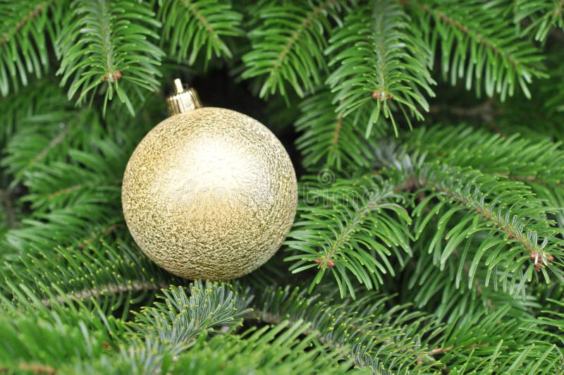 Decorated Christmas Tree with Gold Balls Stock Image Image of close
