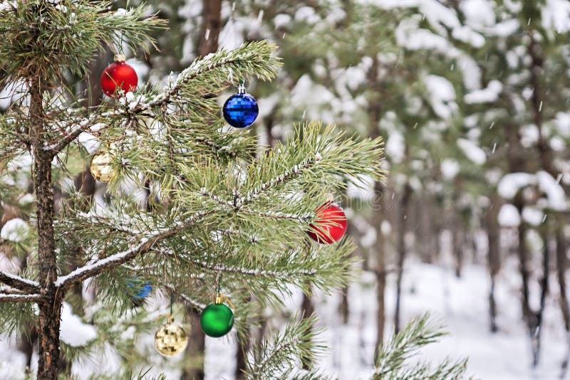 Decorated Christmas Tree in a Snowy Pine Forest Stock Image Image of