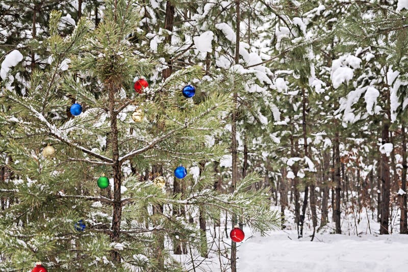 Decorated Christmas Tree in a Snowy Pine Forest Stock Photo Image of