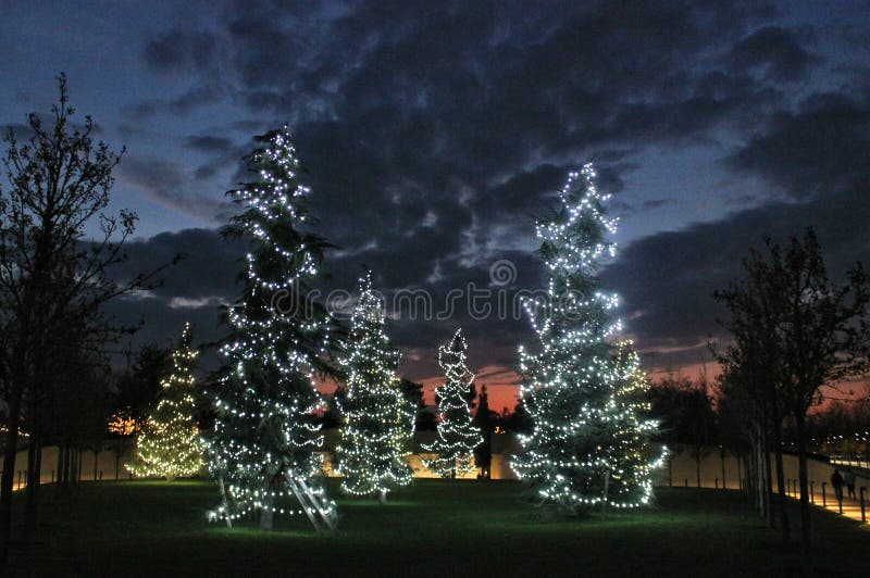 Decorated Christmas Trees in the Park. Stock Photo Image of beautiful