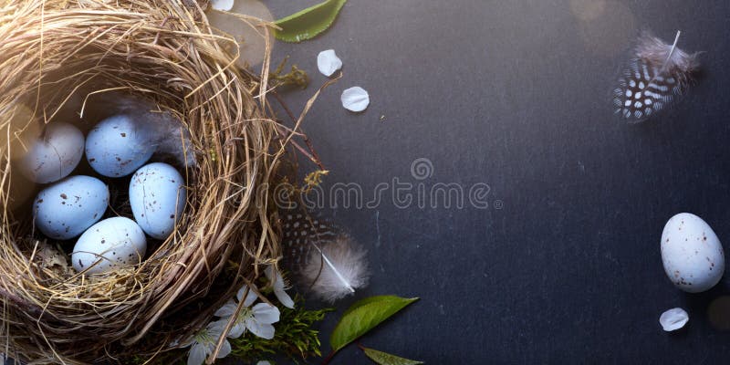 Decorated Easter eggs in nest and spring flower on table background stock photography