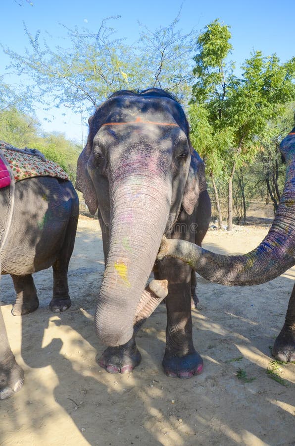 Decorated elephant in the elephant village, India stock photos Decorated elephant in the elephant village, India stock photos