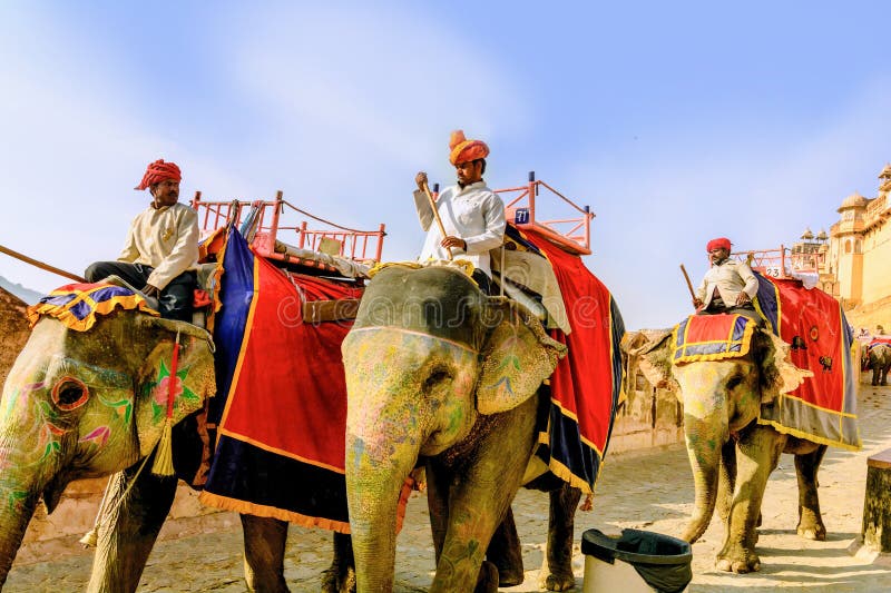 Decorated elephants carry drivers