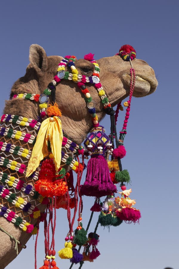 Decorated Indian Camel