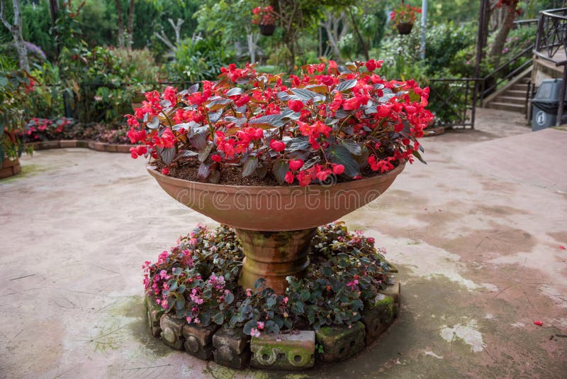 Decorated Red Flower on Pot in the Garden. Stock Photo Image of