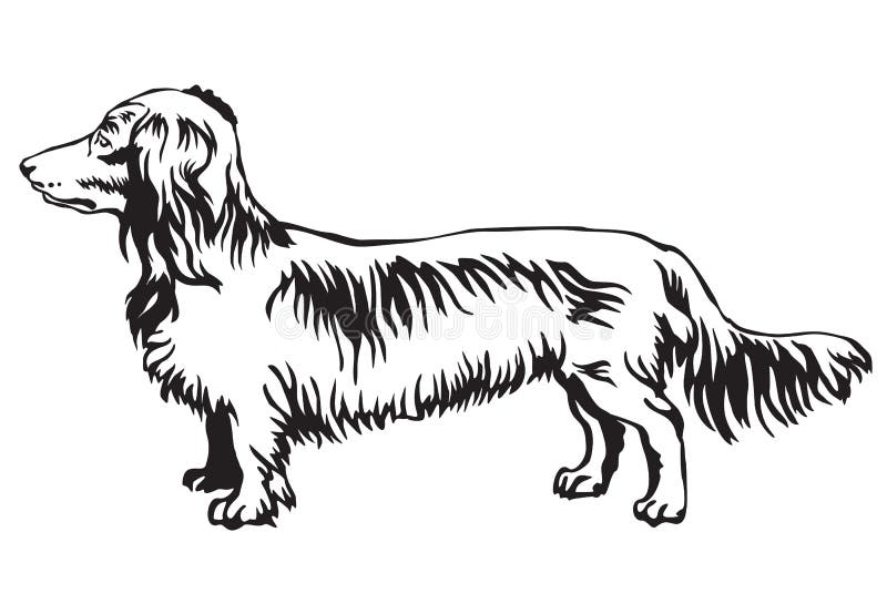 Decoratief bevindend portret van vector van de hond de Langharige Tekkel
