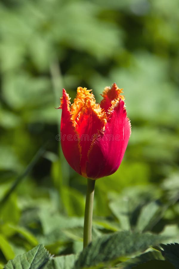 Decoratief in volledige bloei rood Terry Tulip stock foto's Decoratief in volledige bloei rood Terry Tulip stock foto's