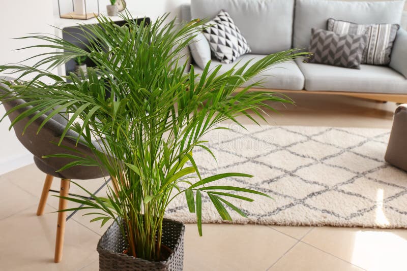 Decoratieve Areca-palm in het interieur van een kamer stock afbeelding
