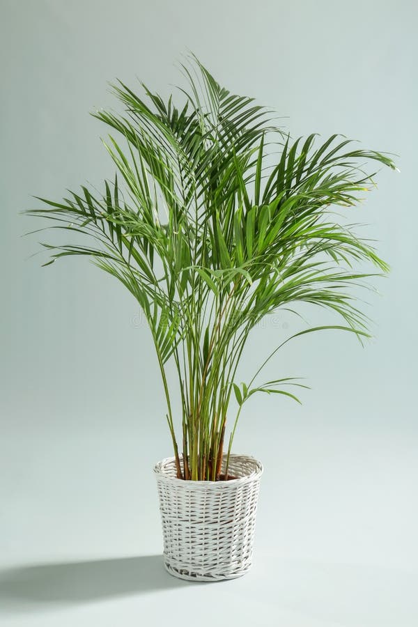 Decoratieve Areca-palm op lichte achtergrond stock fotografie