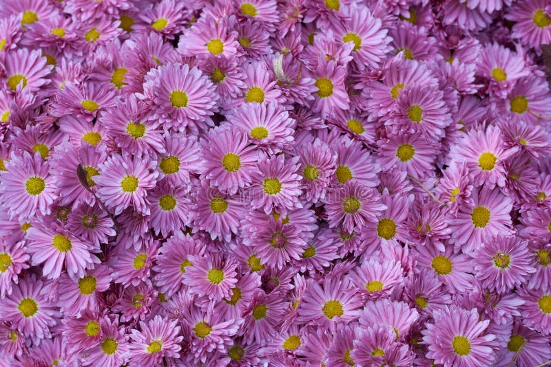 Decorative composition of pink chrysanthemum indicum L. Adena tufanica, autumn bouquet. Magenta chrysanthemum in autumn Iasi botanical garden, Romania. Decorative composition of pink chrysanthemum indicum L. Adena tufanica, autumn bouquet. Magenta chrysanthemum in autumn Iasi botanical garden, Romania