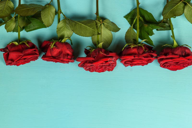 Decoration of Beautiful Red Roses on a Blue Background Stock Image