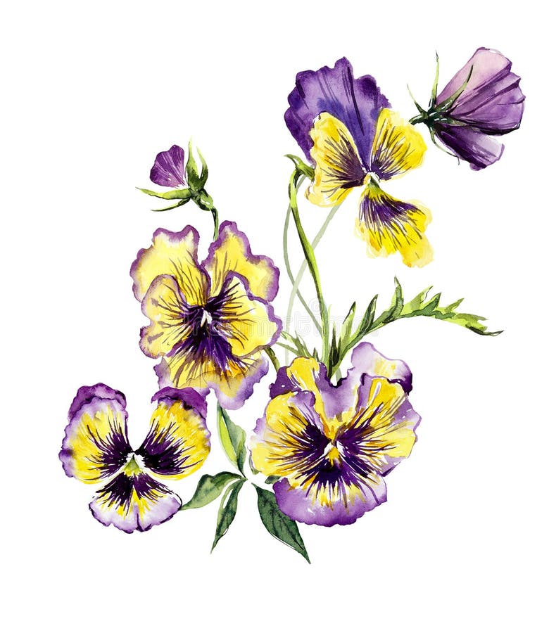 Bouquet of Violets. Violets Background, Watercolor Composition. Flower ...