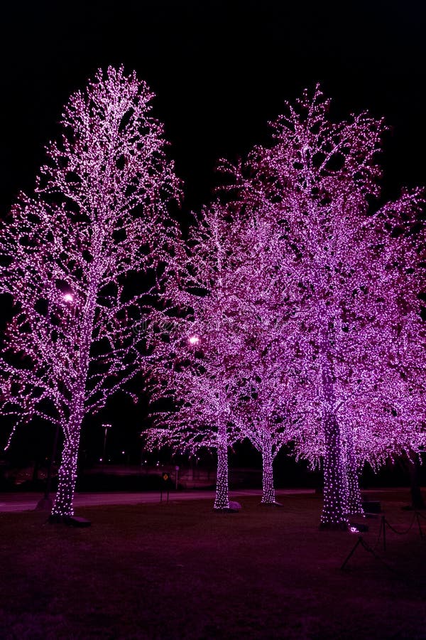 Decoration Lights on Trees at Night Stock Photo Image of christmas