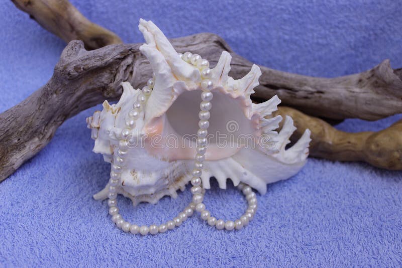 Decoration made of natural material: Shell (Murex ramosus), wooden driftwood and pearl beads on a blue background. Decoration made of natural material: Shell (Murex ramosus), wooden driftwood and pearl beads on a blue background