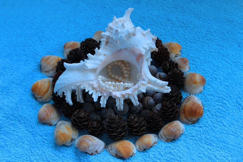 Decoration of Shell (Murex ramosus), shells of snails found in the Gatchina park, pearl beads, pine cones from Karelia and seashells from Arabian Sea. Decoration of Shell (Murex ramosus), shells of snails found in the Gatchina park, pearl beads, pine cones from Karelia and seashells from Arabian Sea.