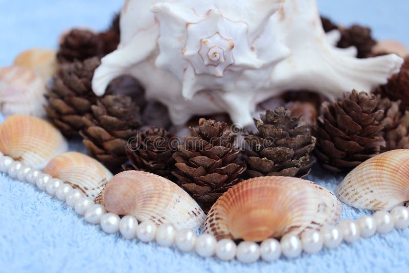 Decoration of Shell (Murex ramosus), shells of snails found in the Gatchina park, pearl beads, pine cones from Karelia and seashells from Arabian Sea. Decoration of Shell (Murex ramosus), shells of snails found in the Gatchina park, pearl beads, pine cones from Karelia and seashells from Arabian Sea.