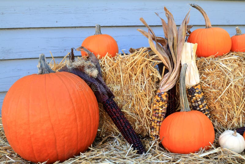 Thanksgiving Decoration stock image. Image of corn, chrysanthemum ...