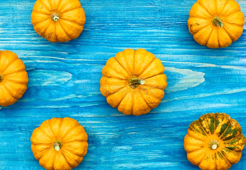 Yellow pumpkins on sea blue wooden background, flat lay, top view, background texture. Thanksgiving or halloween concept