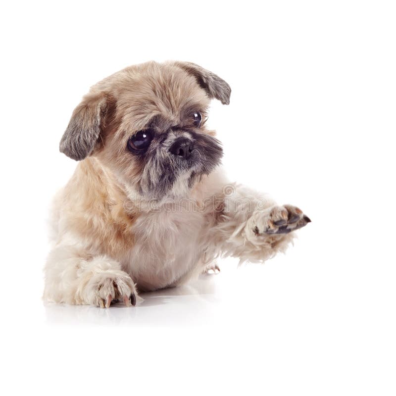 Decorative amusing small doggie of breed of a shih-tzu