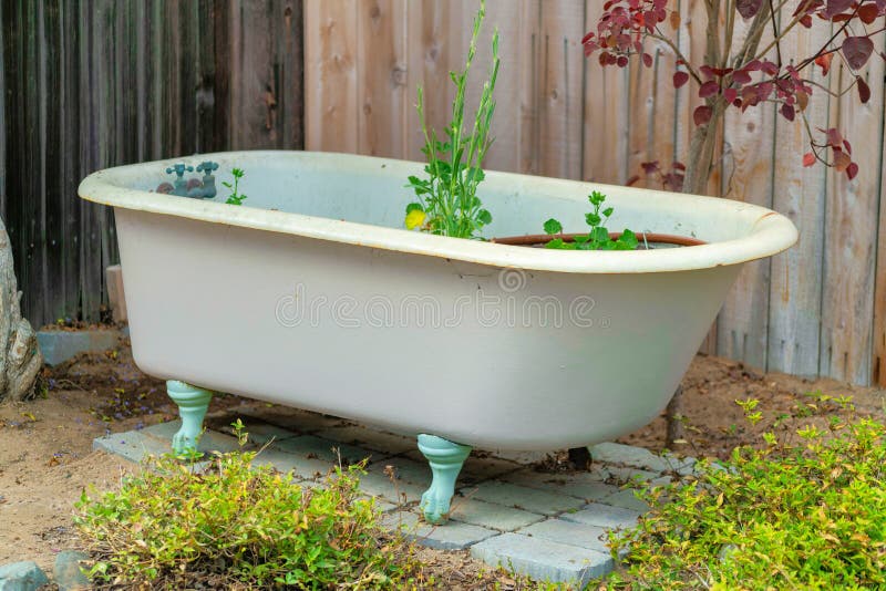 Decorative Bathtub with Plants Growing in it Stock Image Image of