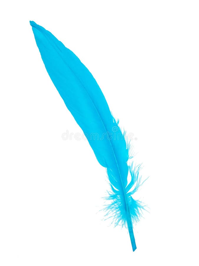 Decorative Blue Bird Feather Isolated on the White Background Stock