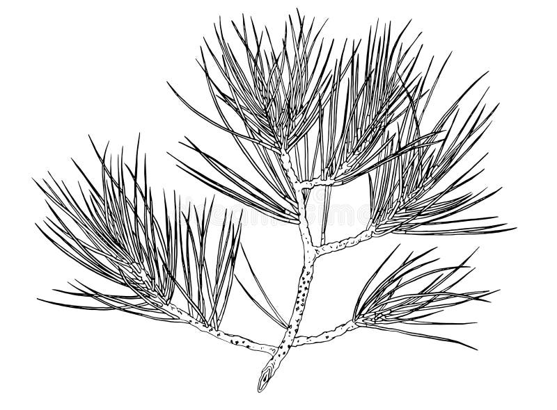 Decorative Branch of a Christmas Pine Tree. Contour Illustration Stock Decorative Branch of a Christmas Pine Tree. Contour Illustration Stock
