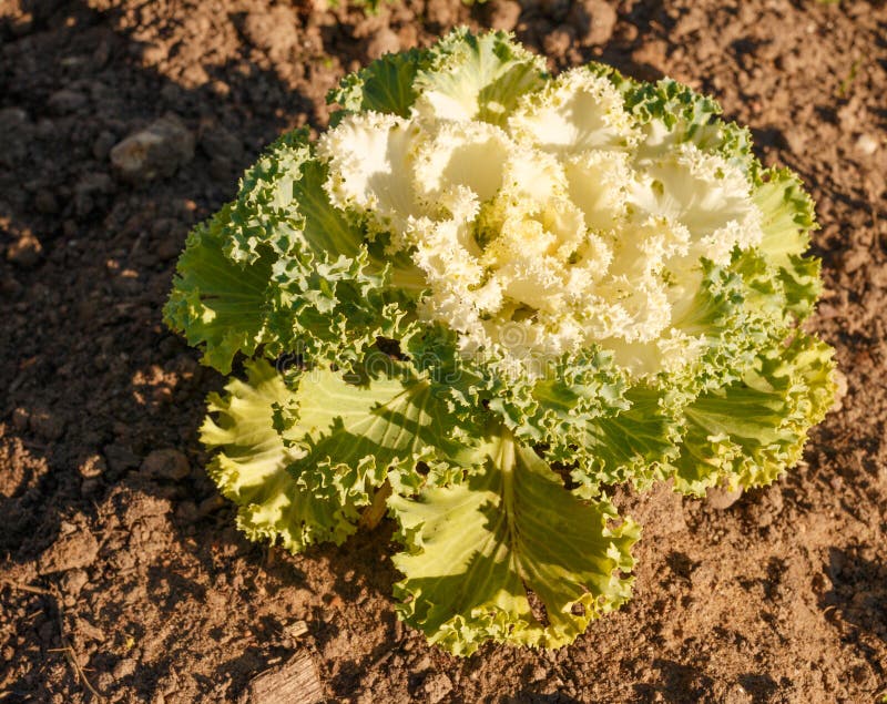 Decorative cabbage stock photo. Image of detail, garden 100677628