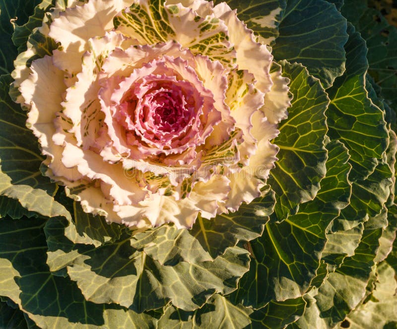 Decorative cabbage stock photo. Image of gardening, food 100708628