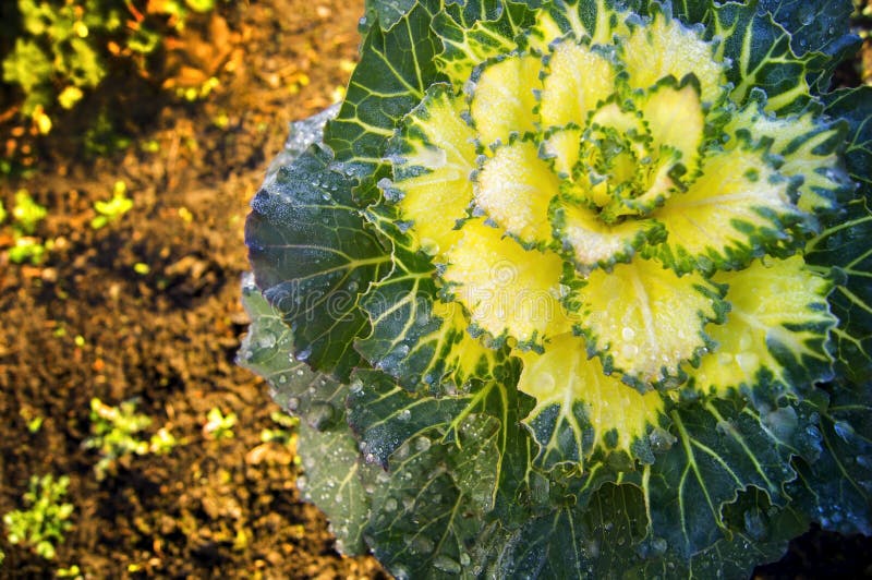 Decorative cabbage yellow and green color during the first frosts close-up stock images