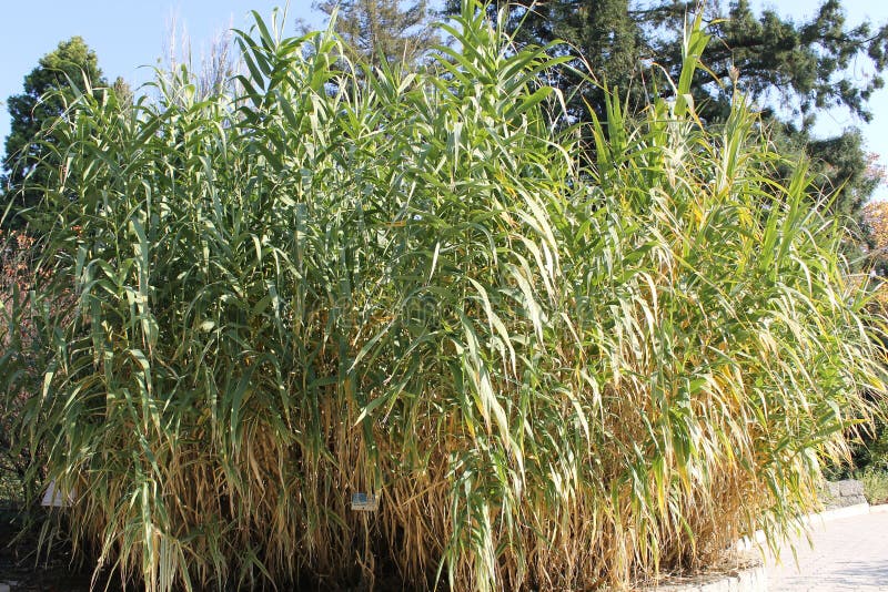 Decorative cane stock image. Image of outdoor, color 37551697